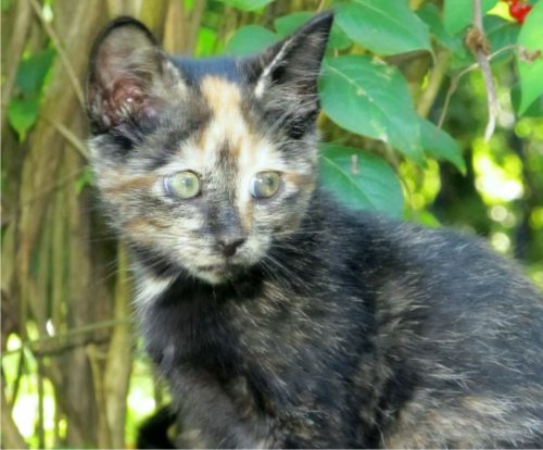 Photo: Cute Paisley Kitten, Knoxville TN.