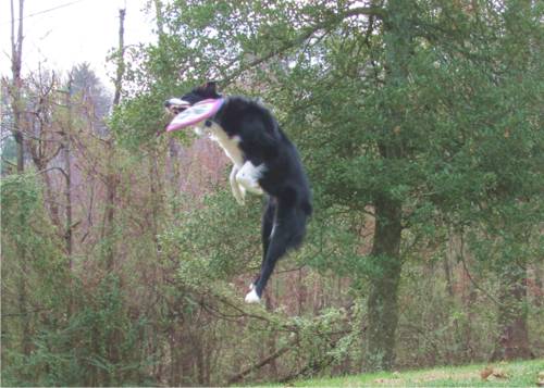 Photo: Dog Catching Flying Disk, Knoxville TN.